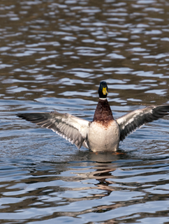 Duck prepares for takeoff | CHRISTOGRAPHER | Home | CHRISTOGRAPHER