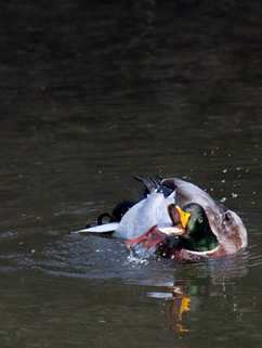 Duck gargling | CHRISTOGRAPHER | Home | CHRISTOGRAPHER