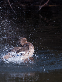 Mrs. Duck makes a bit of a splash | CHRISTOGRAPHER | Home | CHRISTOGRAPHER