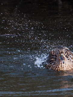 Mrs. Duck sees me watching her splashing about | CHRISTOGRAPHER | Home | CHRISTOGRAPHER