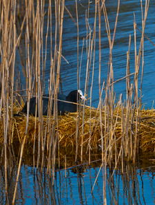 Moorehen on a floating straw bale | CHRISTOGRAPHER | Home | CHRISTOGRAPHER