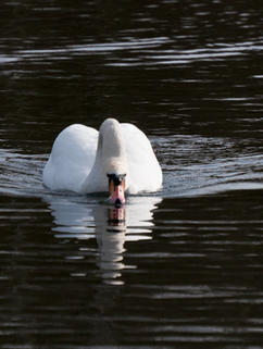 Swan 04 | CHRISTOGRAPHER | Home | CHRISTOGRAPHER