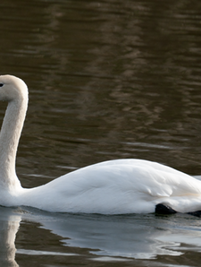 Swan 05 | CHRISTOGRAPHER | Home | CHRISTOGRAPHER