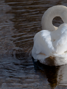 Swan 09 | CHRISTOGRAPHER | Home | CHRISTOGRAPHER