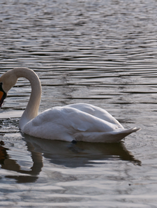 Swan 12 | CHRISTOGRAPHER | Home | CHRISTOGRAPHER