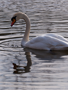Swan 12a | CHRISTOGRAPHER | Home | CHRISTOGRAPHER