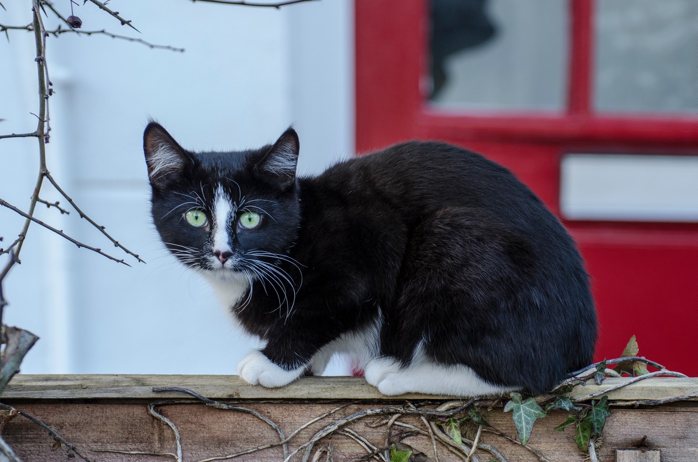 Cat on a Cold Wood Fence