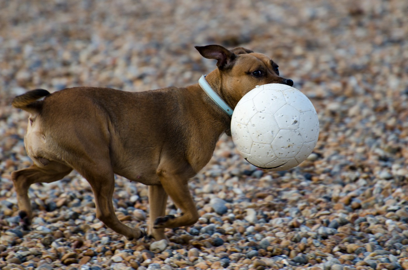 Dog with ball on the Beach