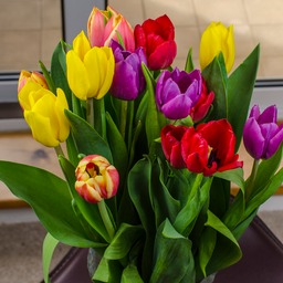 Multi Coloured Tulips by a window