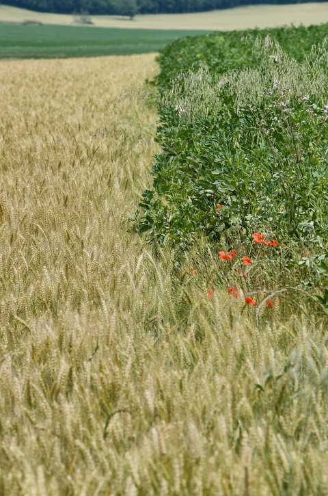 Poppies grow between Ripening Corn & Sprouting Sunflowers