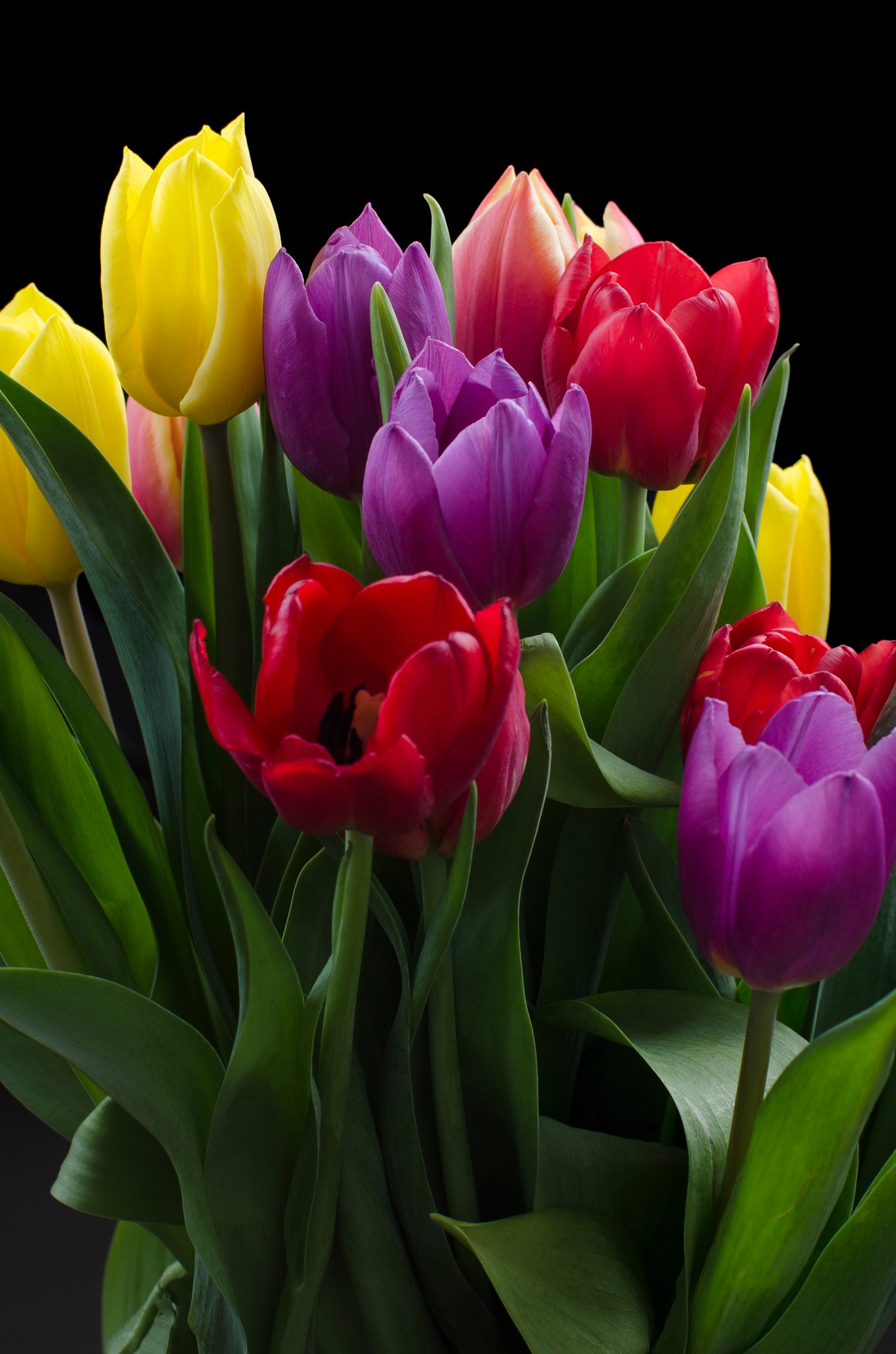 Red Purple & Yellow Tulips