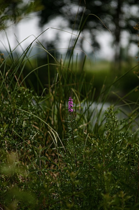 Solitory Wild Fower by a French Lake 
