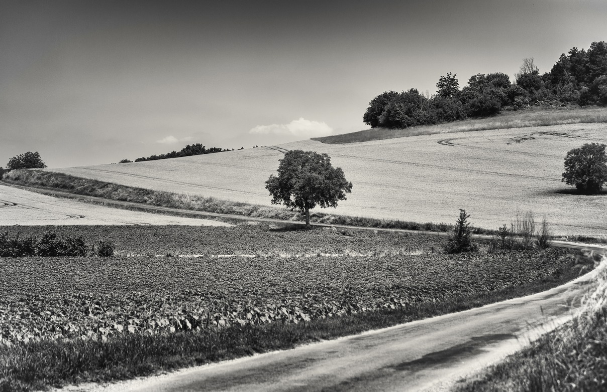 The Narrow Winding French Country Lane - MONO
